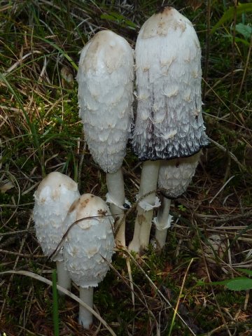 Coprinus comatus, Schopf-Tintling