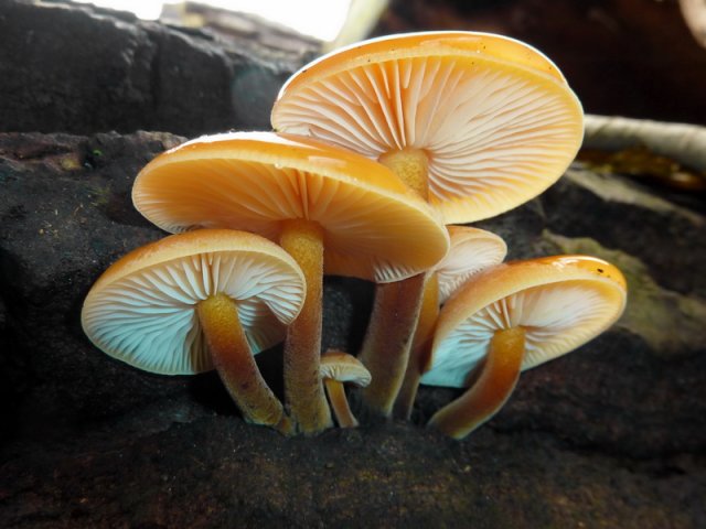 Flammulina velutipes, Samtfußrübling