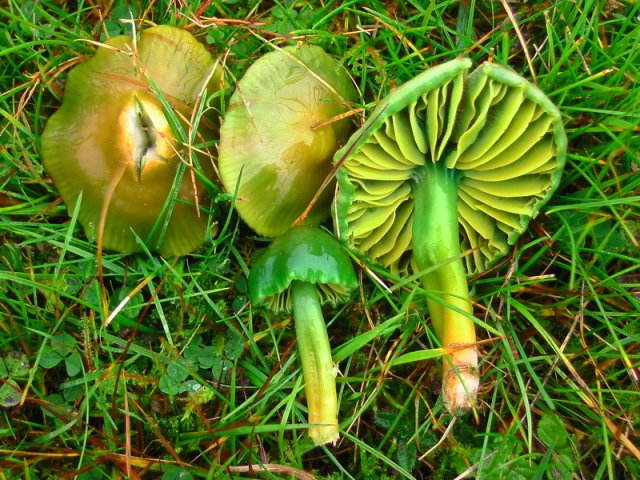 Gliophorus psittacinus, Papageien-Saftling