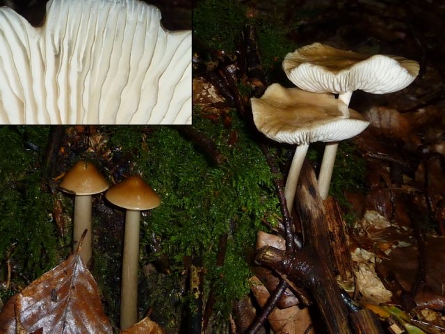 Hymenopellis radicata, Schleimiger Wurzelrübling