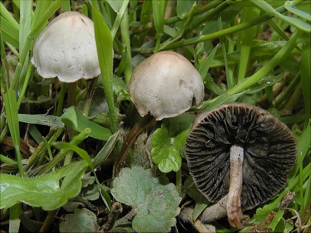 Panaeolina foenisecii, Heu-Düngerling