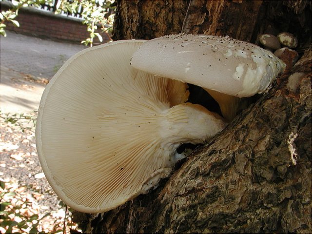 Pleurotus dryinus, Berindeter Seitling