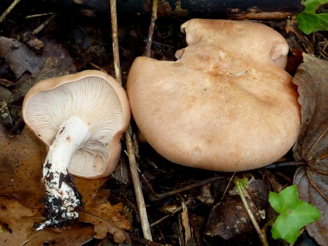 Rhodocybe gemmina, Würziger Tellerling