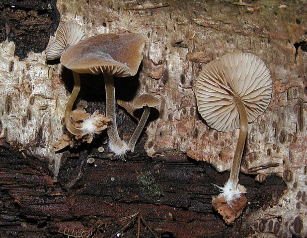 Simocybe centunculus, Kleinsporiger Olivschnitzling