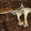 Ampulloclitocybe clavipes, Keulenfuß-Trichterling