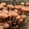 Armillaria ostoyae, Dunkler Hallimasch