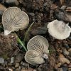 Arrhenia acerosa, Aschgrauer Zwergseitling