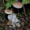 Baeospora myosura, Mäuseschwanz-Rübling