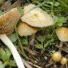 Bolbitius titubans, Gold-Mistpilz