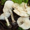 Chamaemyces fracidus, Fleckender Schmierschirmling