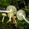Chrysomphalina grossula, Olivgelber Goldnabeling