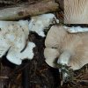 Clitopilus prunulus, Mehlräsling