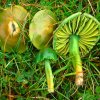 Gliophorus psittacinus, Papageien-Saftling