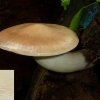 Hypsizygus ulmarius, Ulmen-Rasling