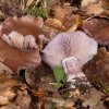 Lepista nuda, Violetter Rötelritterling