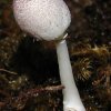Leucocoprinus lilacinogranulosus, Lilaschuppiger Faltenschirmling