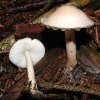 Limacella illinata, Getropfter Schleimschirmling