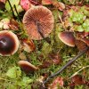 Macrocystidia cucumis, Gurkenschnitzling