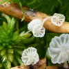 Resinomycena saccharifera, Ölzystiden-Helmling