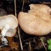 Rhodocybe gemmina, Würziger Tellerling