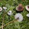 Rickenella swartzii, Violettstieliger Heftelnabeling