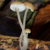 Roridomyces roridus, Schleimstiel-Helmling