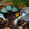 Stropharia aeruginosa, Grünspan-Träuschling